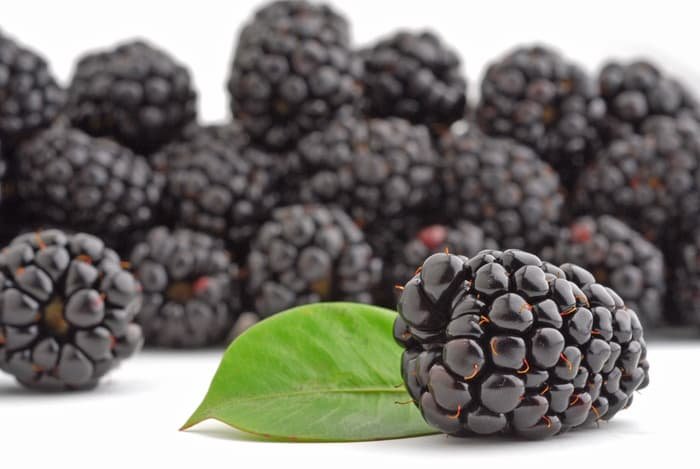 buah mulberry